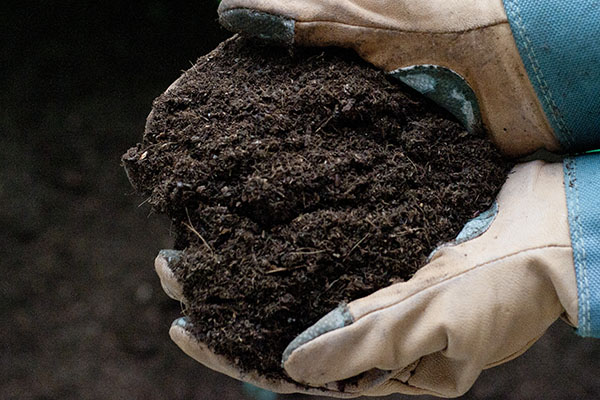 Чернозем плодородный