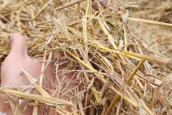 Солома для мульчирования в мешках