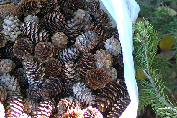 Сосновые шишки