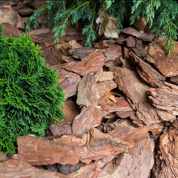 Крупная сосновая кора