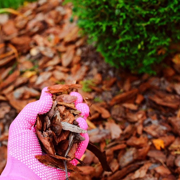 Мелкая сосновая кора