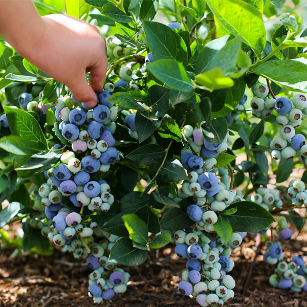 Подсыпка для голубики - секрет большого урожая