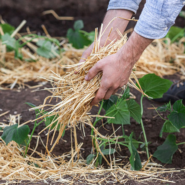 Солома в тюках - Выбор практичного и опытного садовода