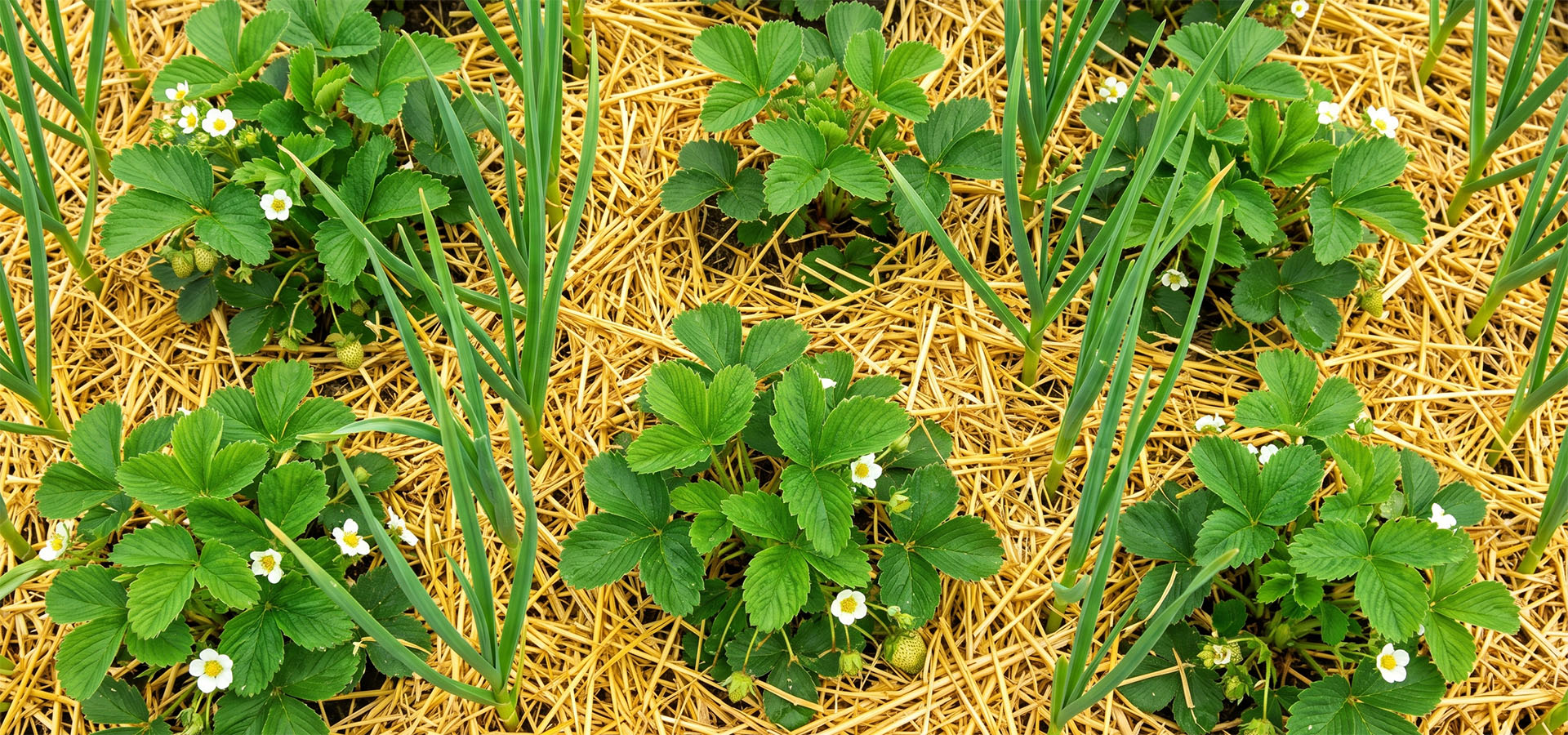 Совместная посадка цветущей клубники и молодого чеснока на грядке, замульчированной соломой.